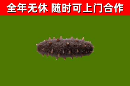 锡林郭勒烟酒回收干海参.jpg